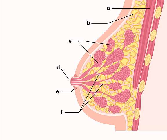 Rappresentazione grafica dell'anatomia del seno con ghiandole mammarie, dotti lattiferi, capezzolo, tessuto adiposo e muscolare.